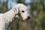 BEDLINGTON TERRIER 246